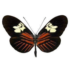 HELICONIUS MELPOMENE